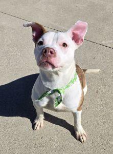 Nova, an adopted Pit Bull Terrier in Bucyrus, OH image 1/4