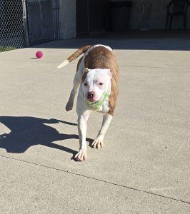 Nova, an adopted Pit Bull Terrier in Bucyrus, OH image 3/4