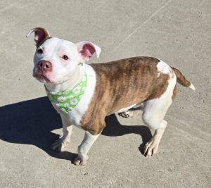 Nova, an adopted Pit Bull Terrier in Bucyrus, OH image 2/4