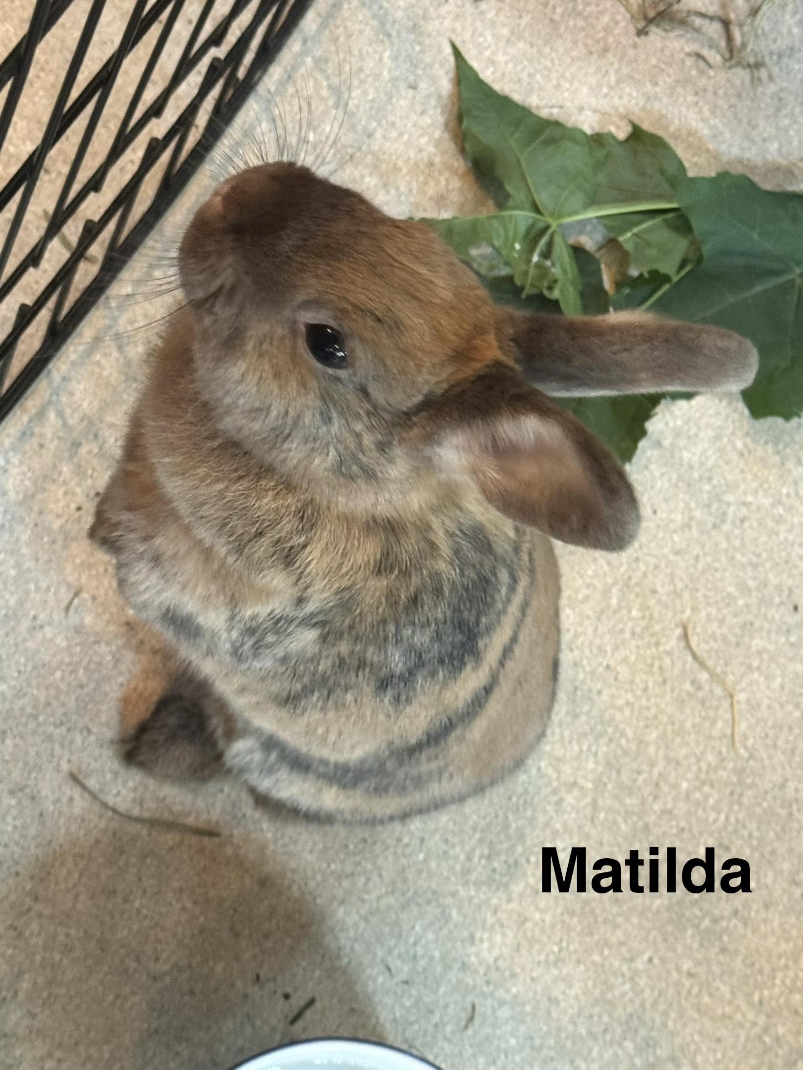Matilda, ADOPTABLE, Adult Female Harlequin.