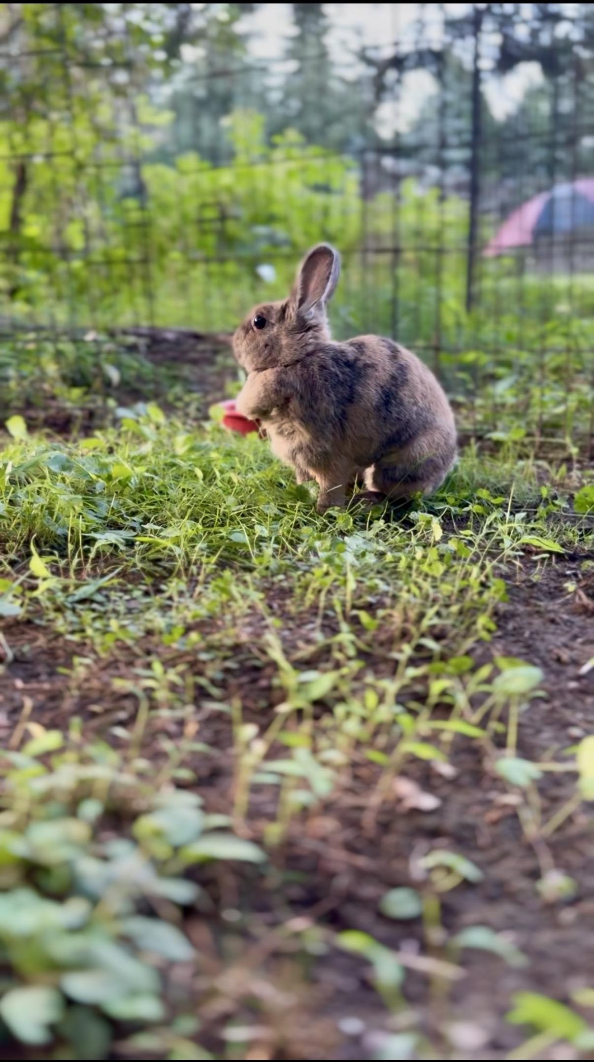 Enlarge Matilda, a ADOPTABLE Harlequin in Salisbury Mills, NY image 2/3