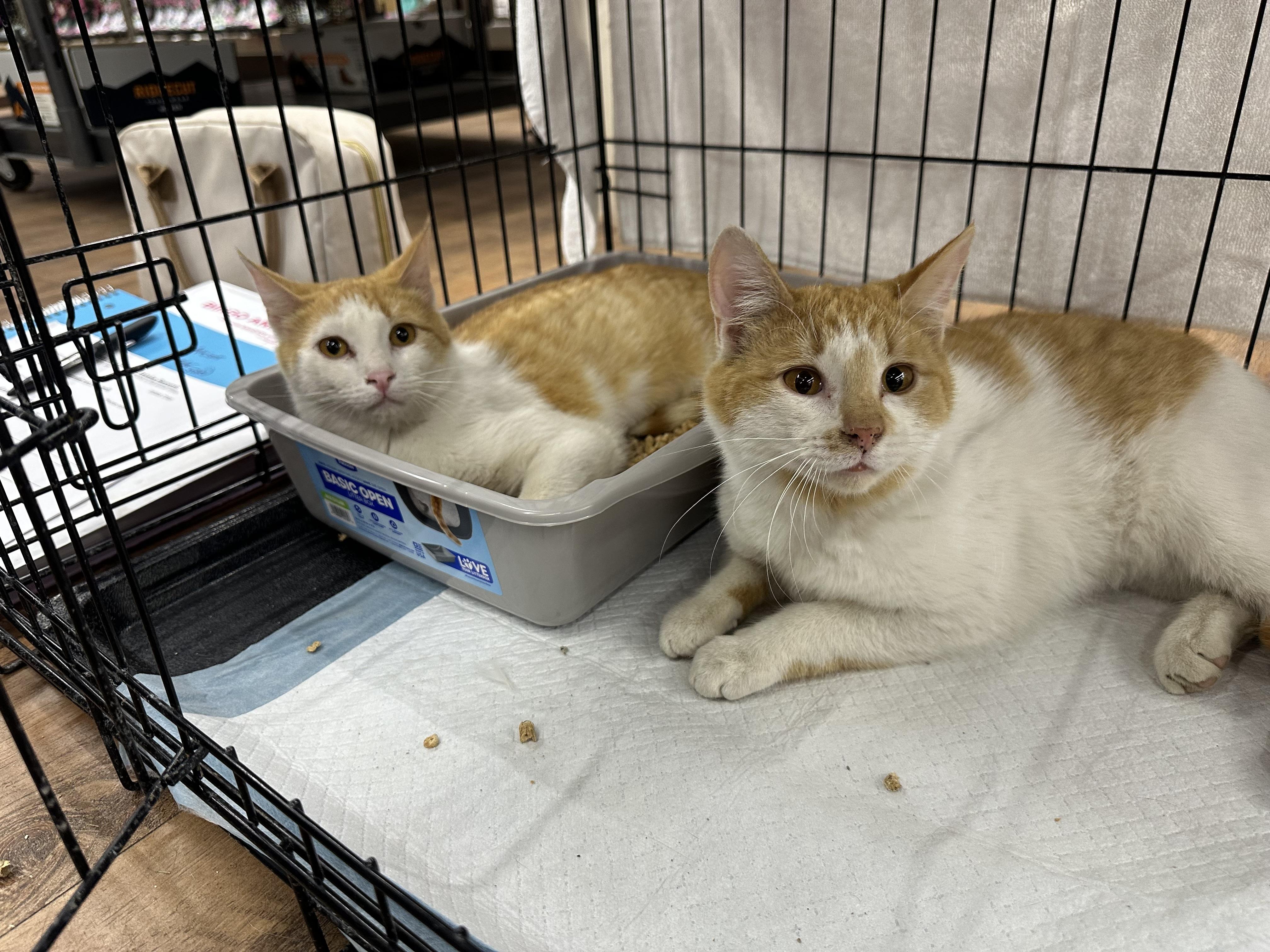 Enlarge Sunny and Sunshine, a Adoptable Domestic Short Hair in Missoula, MT image 1/1