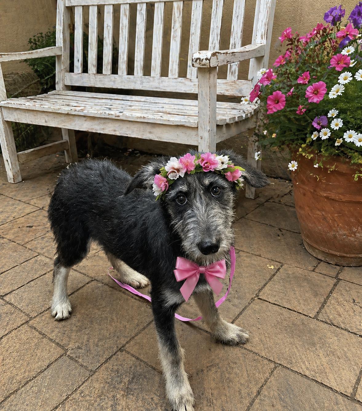 Enlarge APRICOT- sweet labradoodle, a Adoptable mixed breed in Mount Laurel, NJ image 1/3