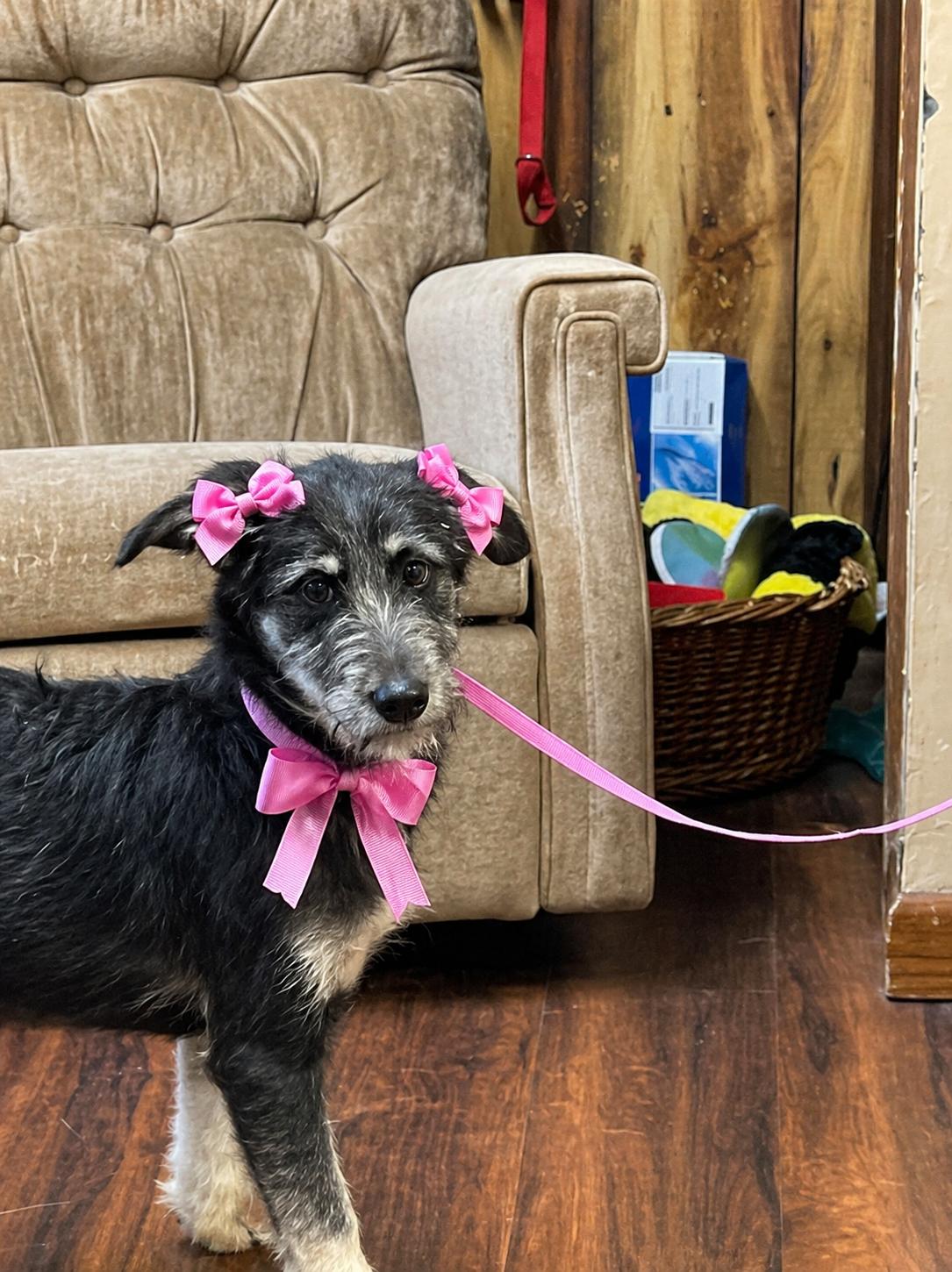 Enlarge APRICOT- sweet labradoodle, a Adoptable mixed breed in Mount Laurel, NJ image 2/3