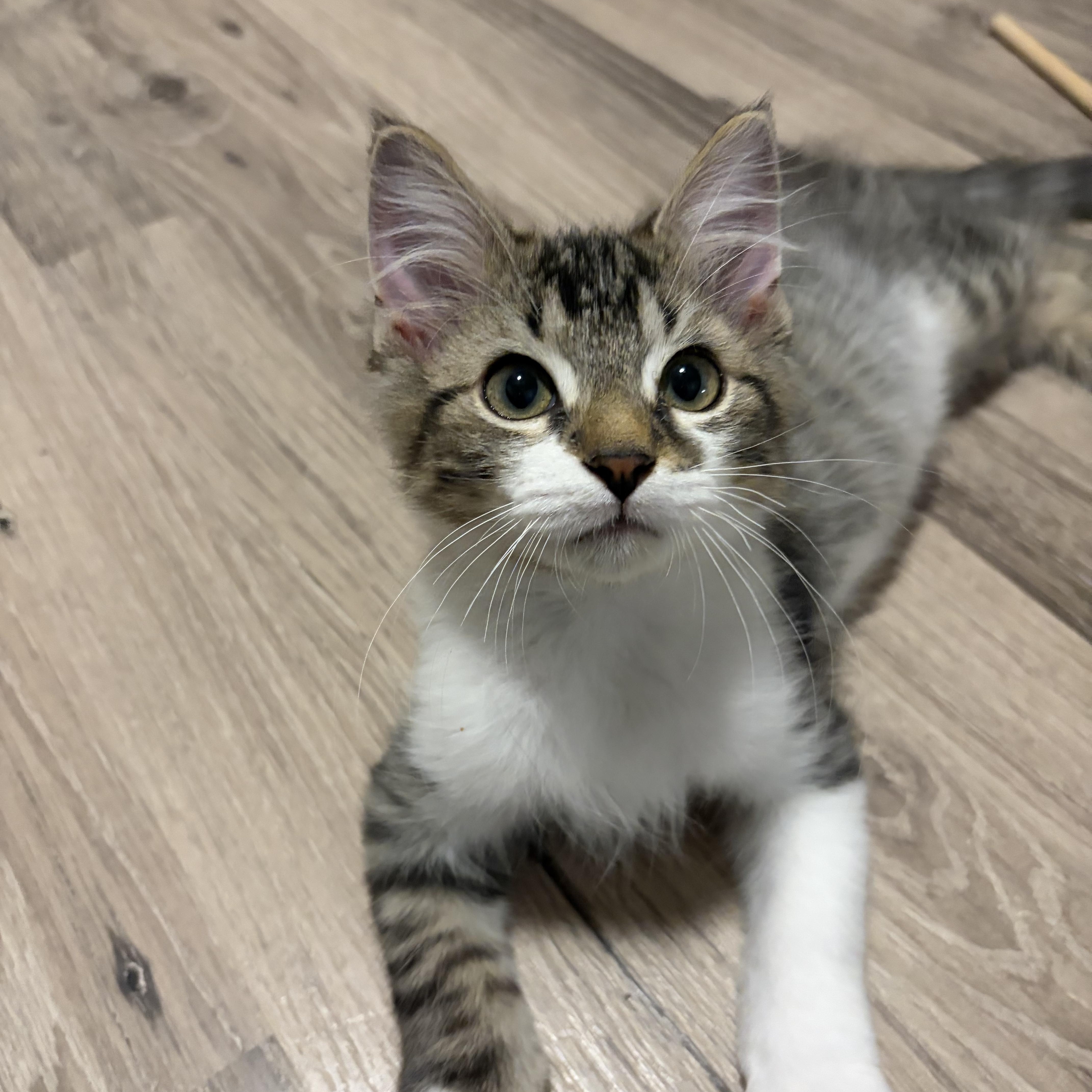 Enlarge Biff, a Adopted Domestic Medium Hair in Shelby Township, MI image 2/3