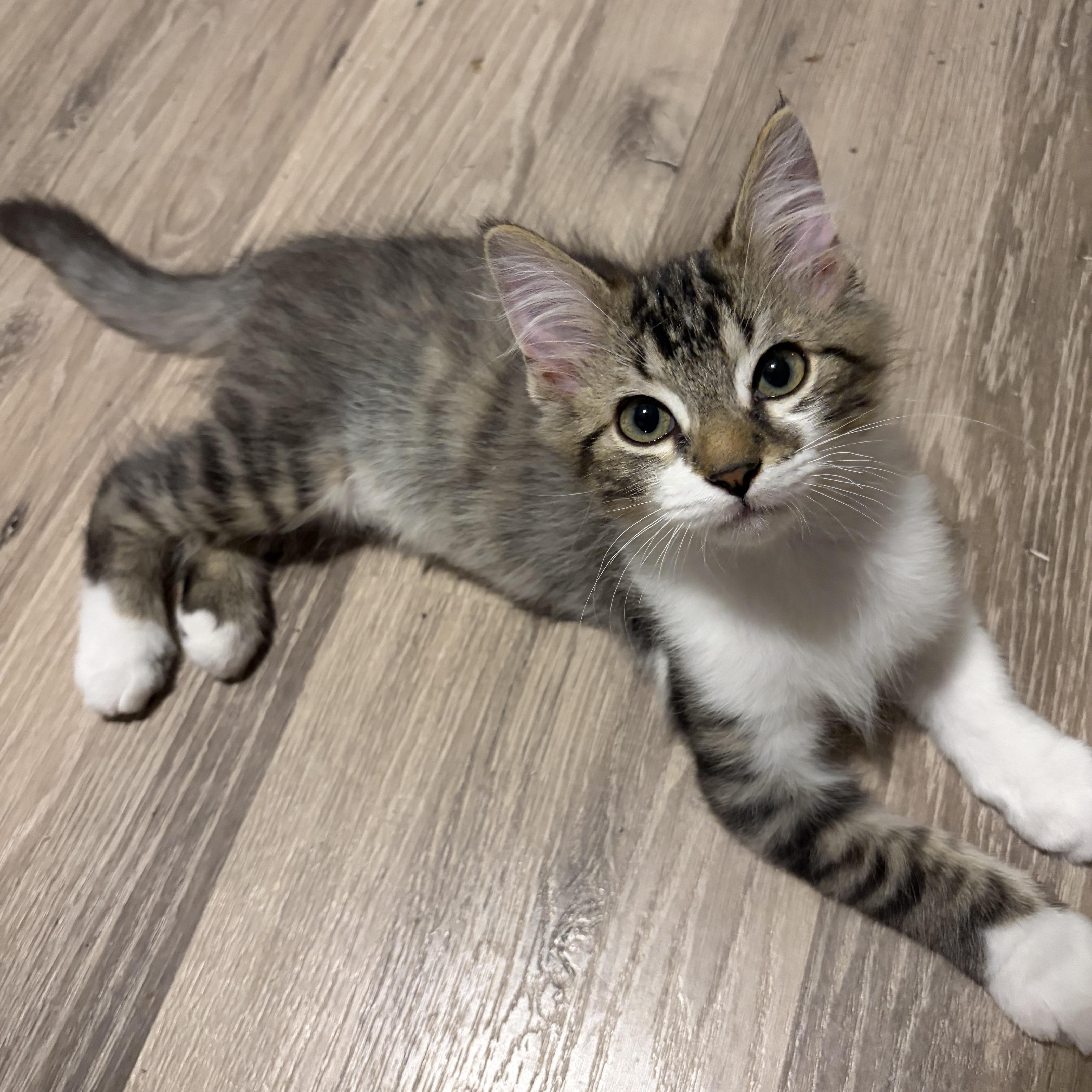 Biff, Adopted, Kitten Male Domestic Medium Hair.