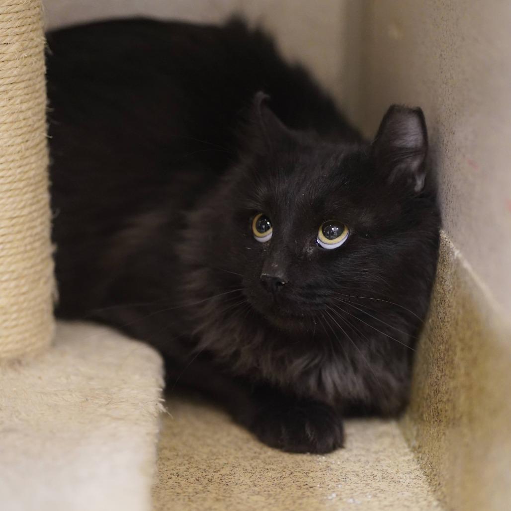 Enlarge Fen, a Adoptable Domestic Long Hair in Naperville, IL image 1/1