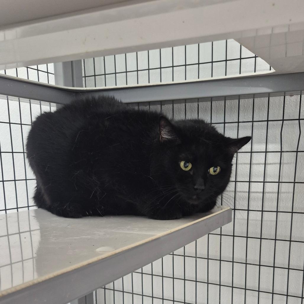 Jinx, Adoptable, Senior Female Domestic Short Hair.