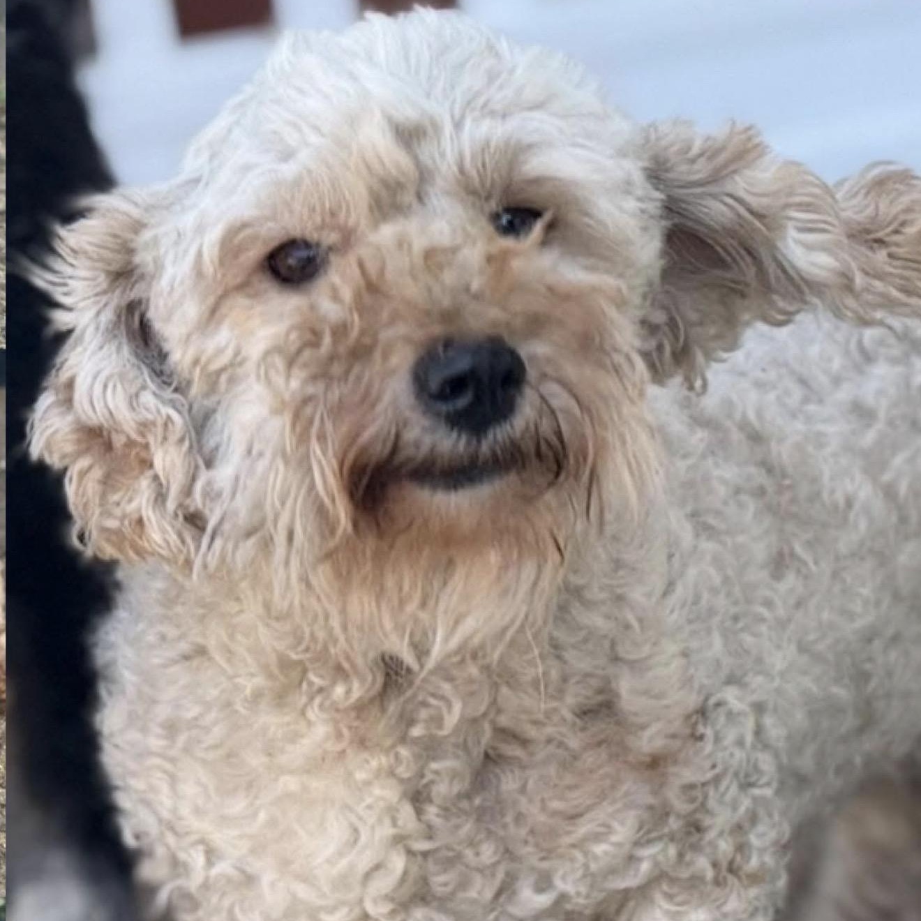 Ms. Cutie Maddy, ADOPTABLE, Adult Female Miniature Poodle & Maltese.
