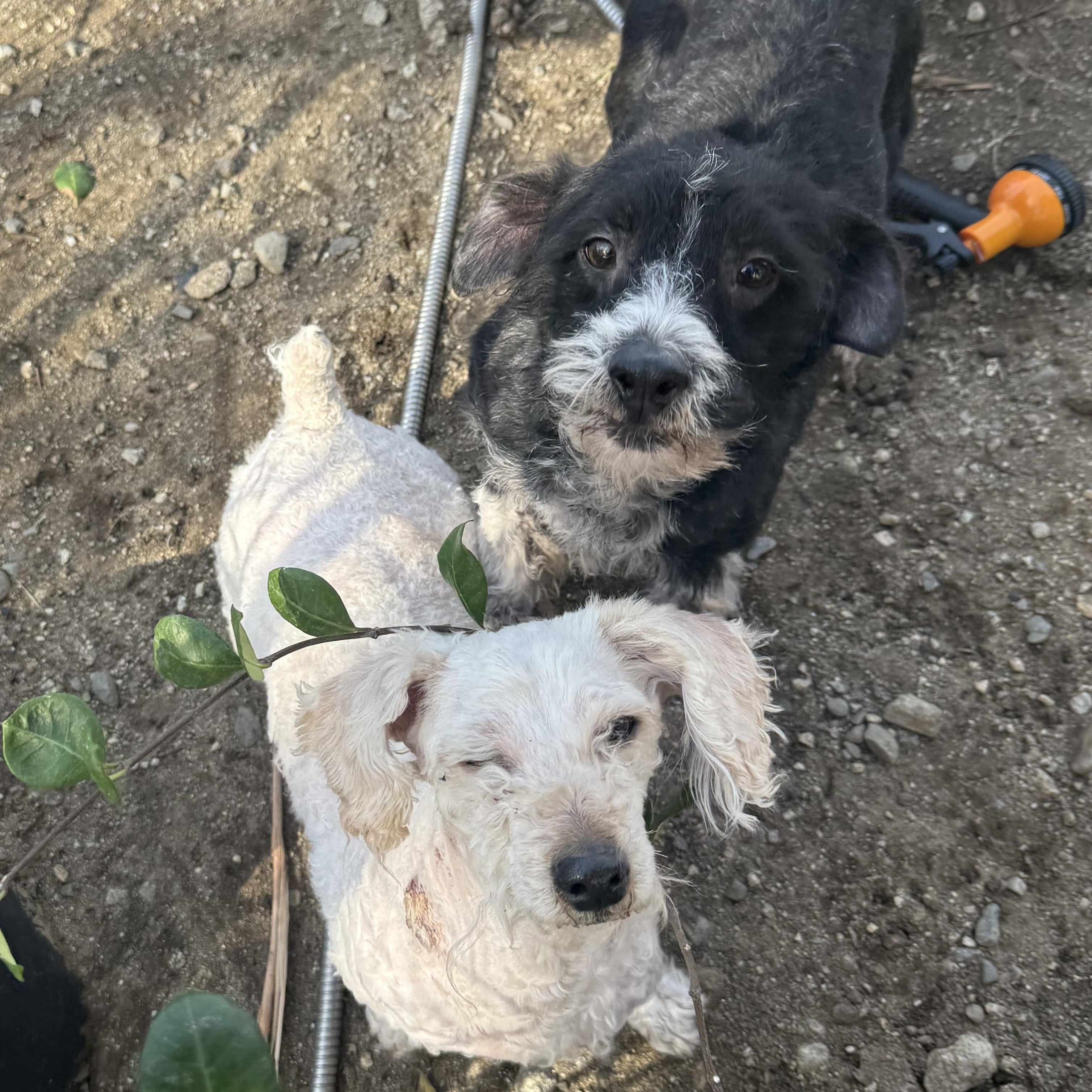 Enlarge Ms. Cutie Maddy, a ADOPTABLE mixed breed in Ridgefield, WA image 4/6