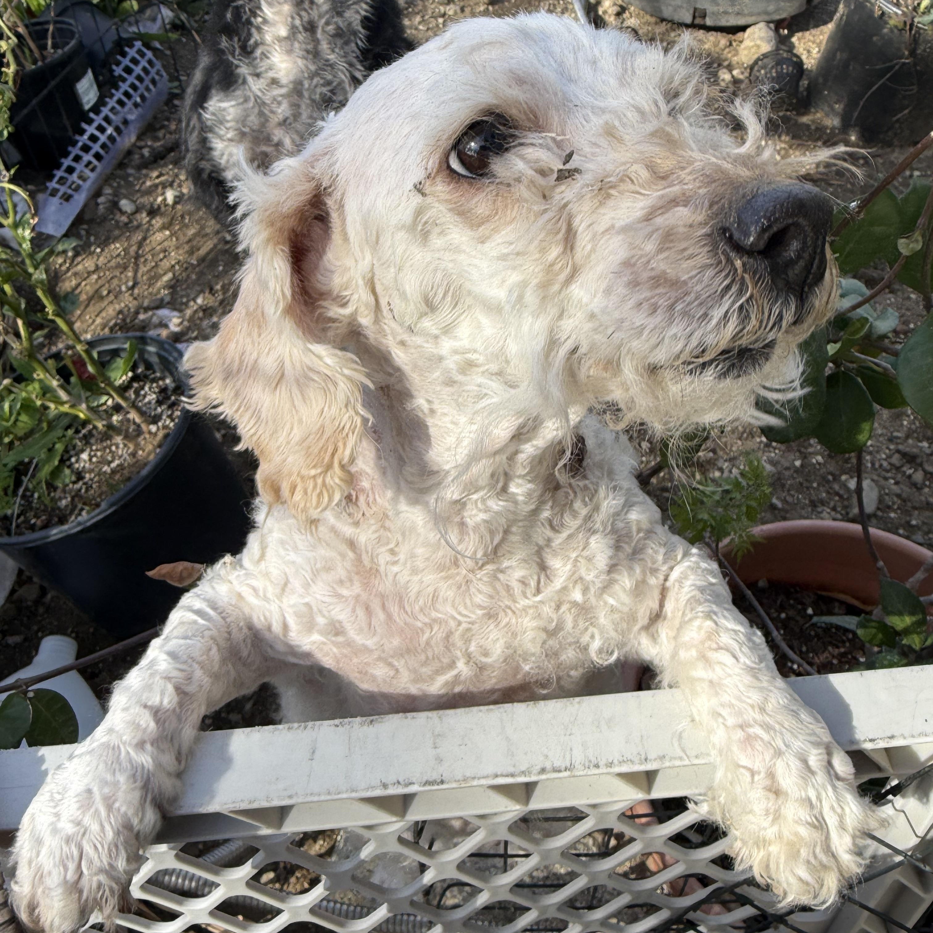 Enlarge Ms. Cutie Maddy, a ADOPTABLE mixed breed in Ridgefield, WA image 2/6