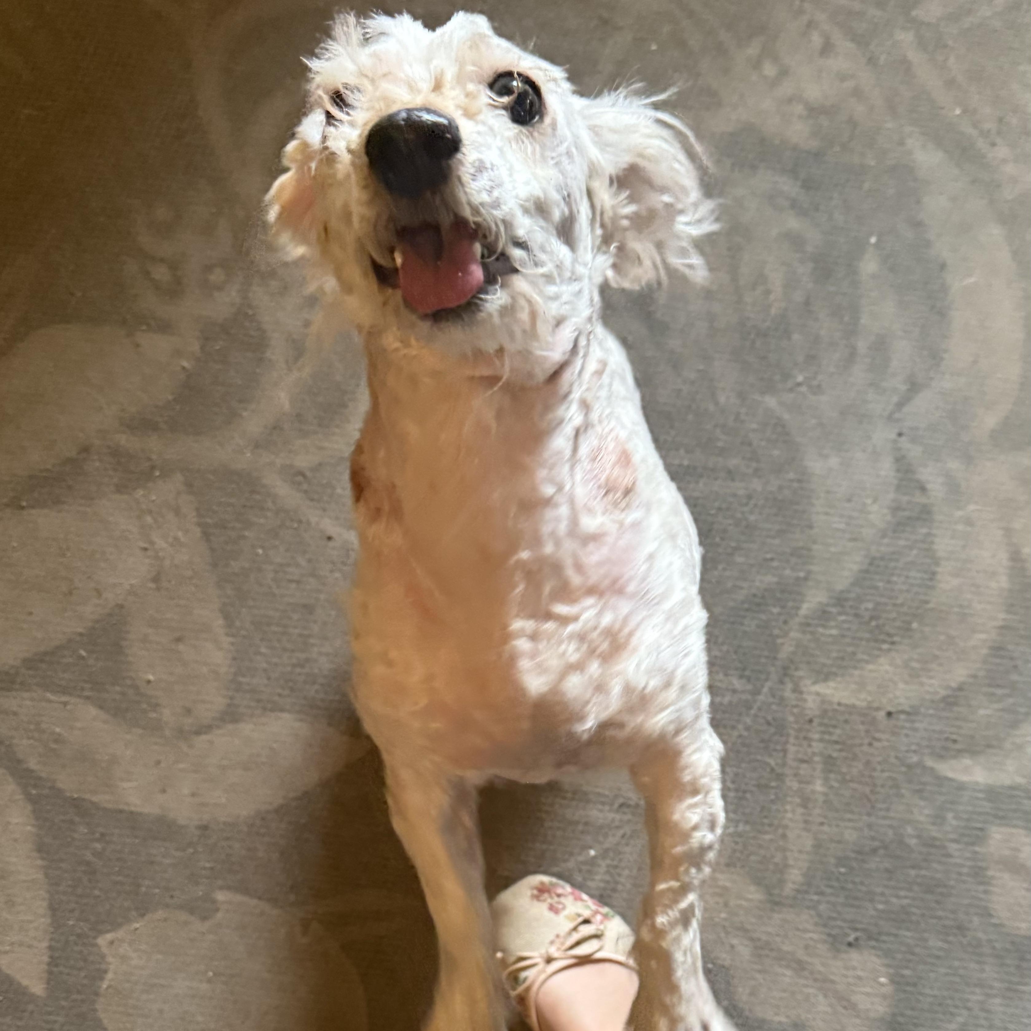 Enlarge Ms. Cutie Maddy, a ADOPTABLE mixed breed in Ridgefield, WA image 6/6