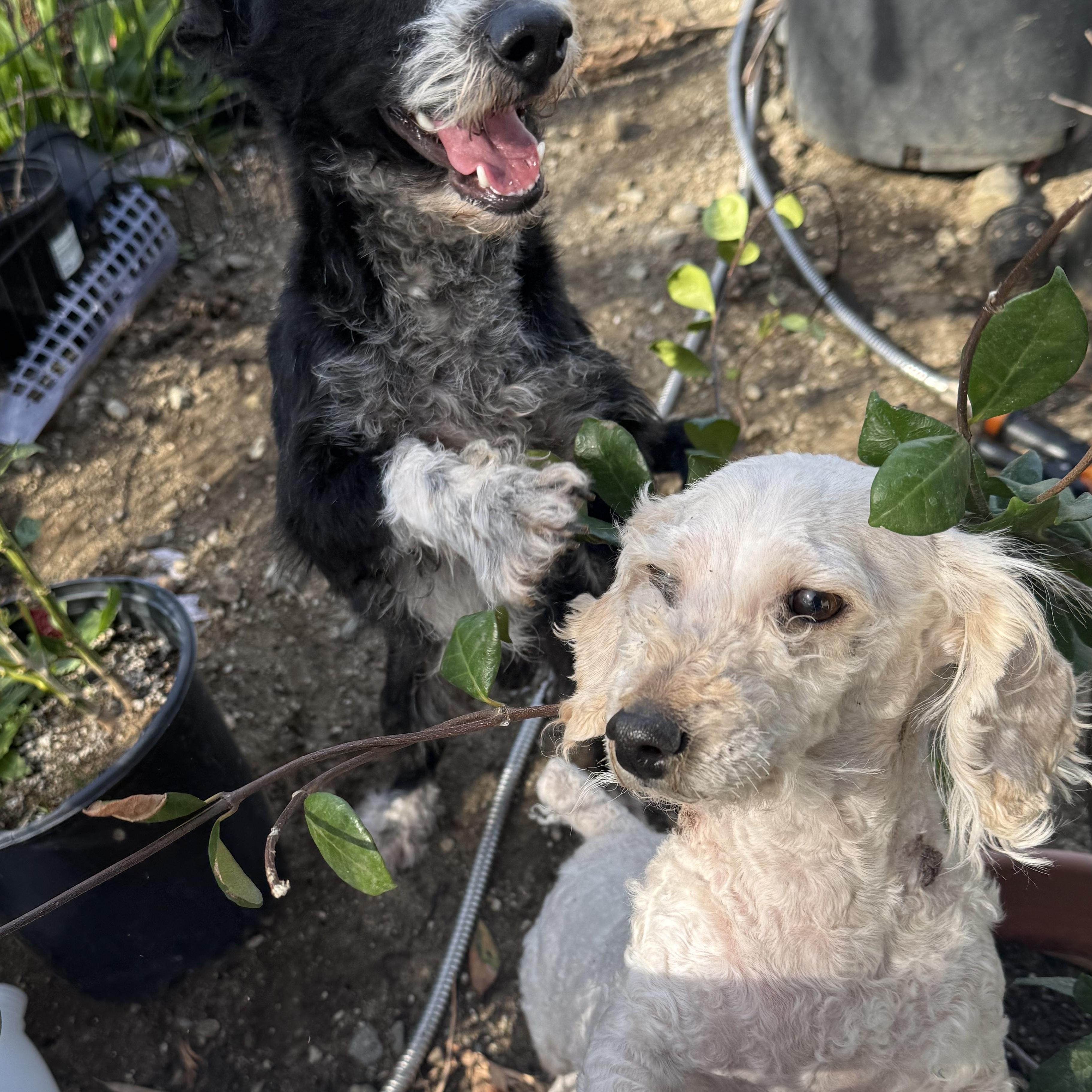 Enlarge Ms. Cutie Maddy, a ADOPTABLE mixed breed in Ridgefield, WA image 5/6