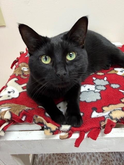 Opal, ADOPTABLE, Adult Female Domestic Short Hair.