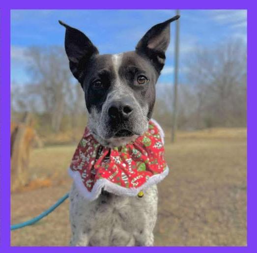 Dixie, Adult Female Australian Cattle Dog / Blue Heeler