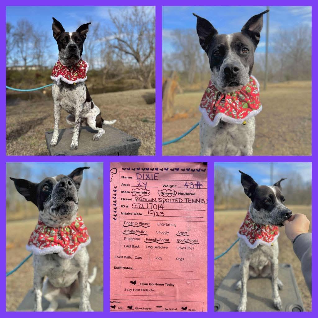Dixie photo 2