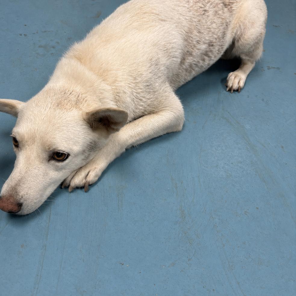 Gallina, a Adoptable Mixed Breed in Lufkin, TX image 1/5