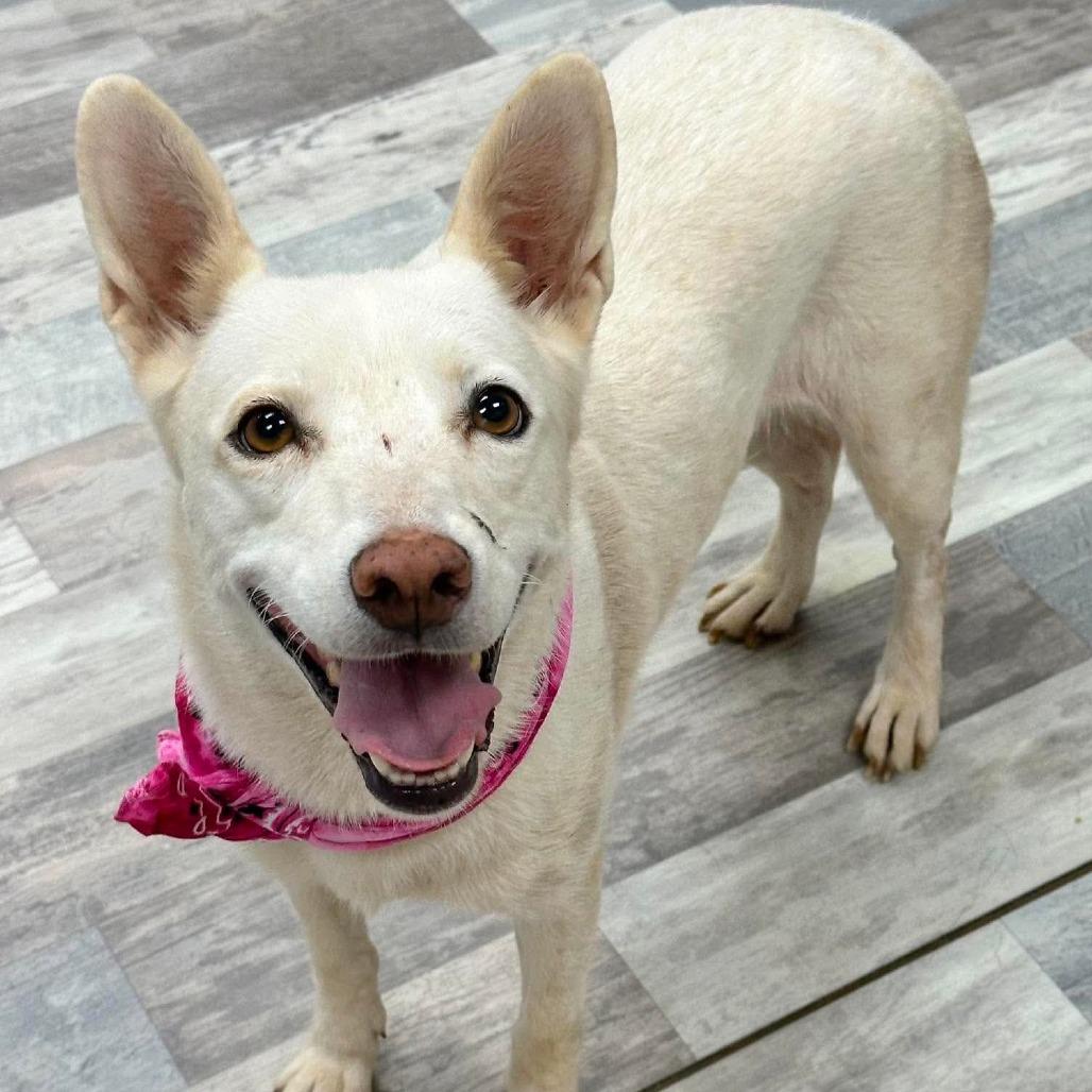 Gallina, a Adoptable Mixed Breed in Lufkin, TX image 2/5