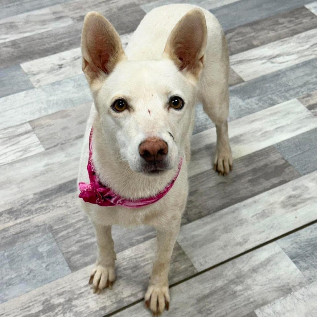 Gallina, a Adoptable Mixed Breed in Lufkin, TX image 3/5