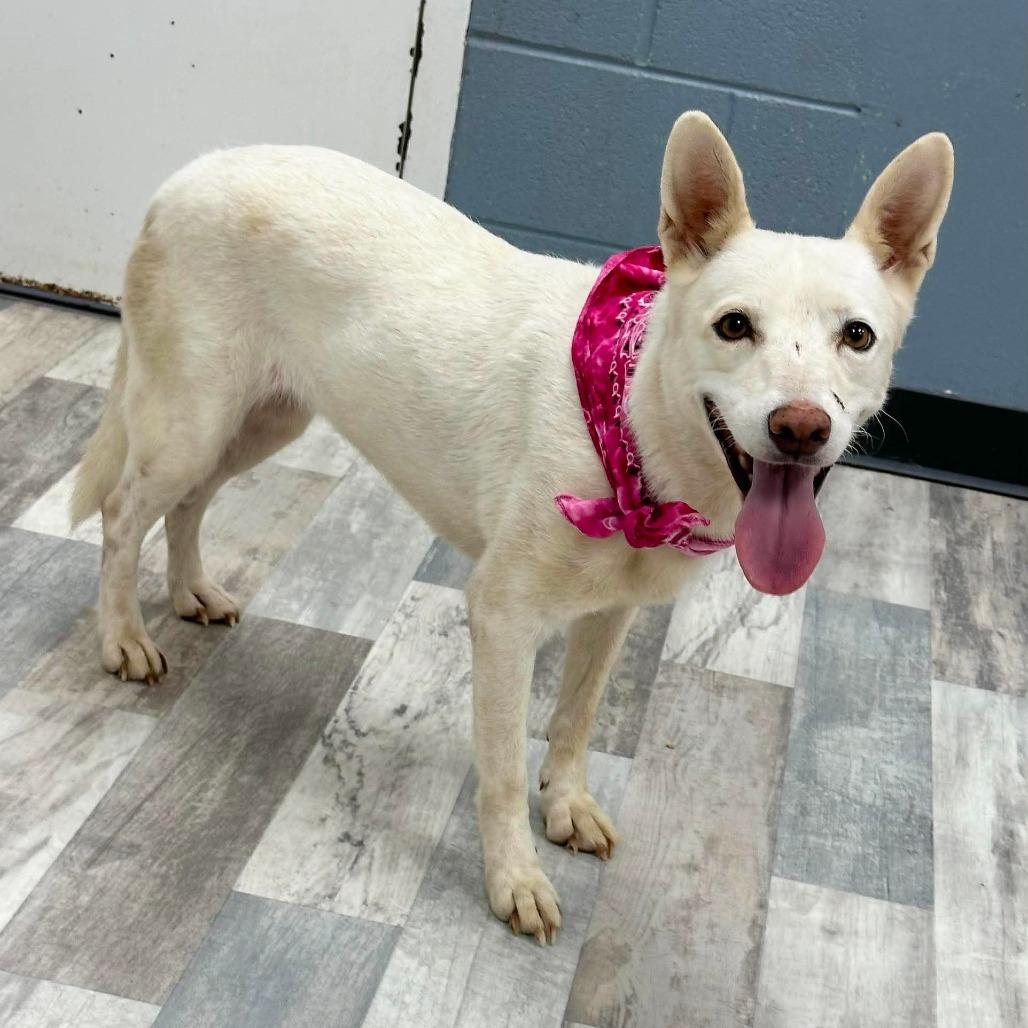 Gallina, a Adoptable Mixed Breed in Lufkin, TX image 4/5