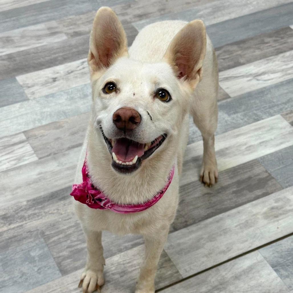Gallina, a Adoptable Mixed Breed in Lufkin, TX image 5/5