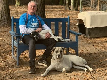 86861A Surrey - Adoption Ambassador, Adoptable, Adult Female Anatolian Shepherd & Mixed Breed.