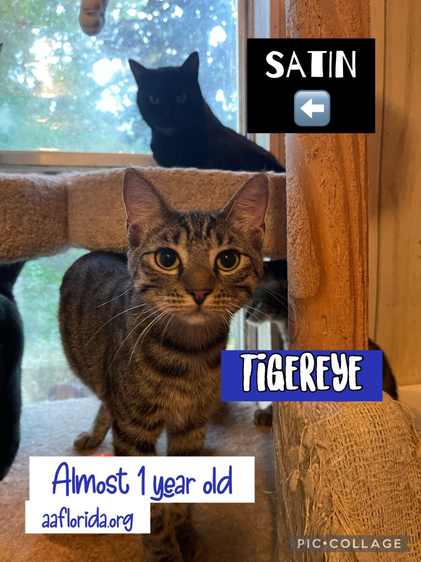 Tigereye, Adoptable, Young Male Domestic Short Hair & Tabby.