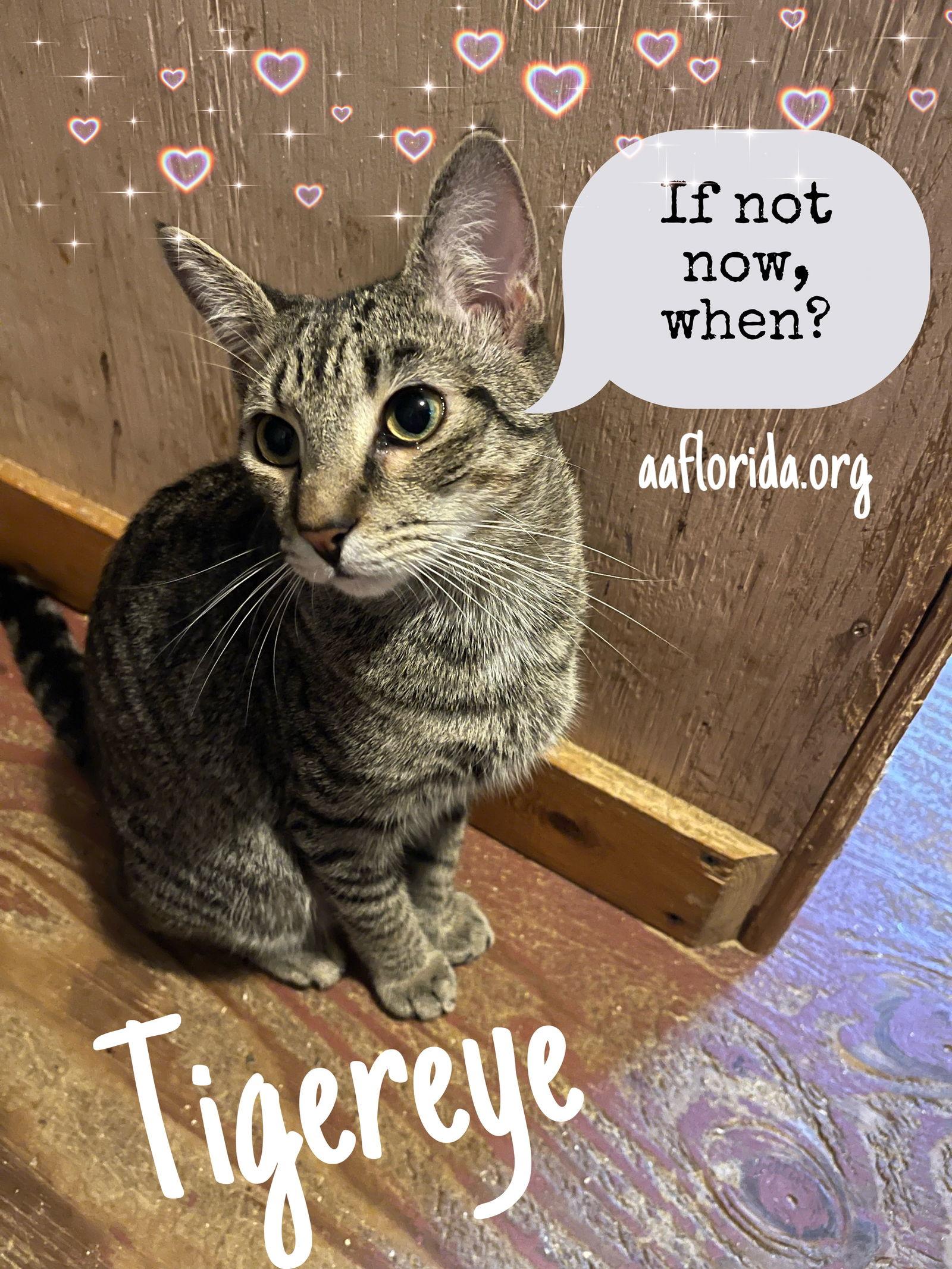 Enlarge Tigereye, a Adoptable mixed breed in Pensacola, FL image 3/3
