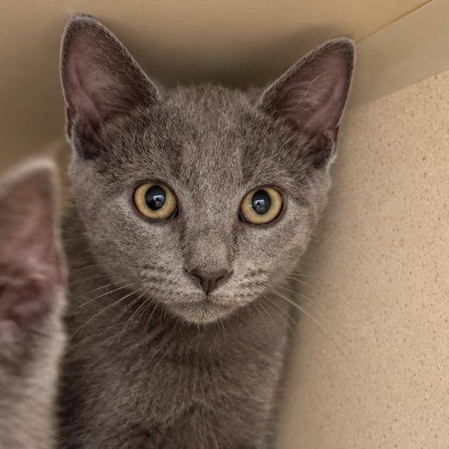 Enlarge Cozy, a Adoptable Domestic Short Hair in Gloucester, VA image 1/1