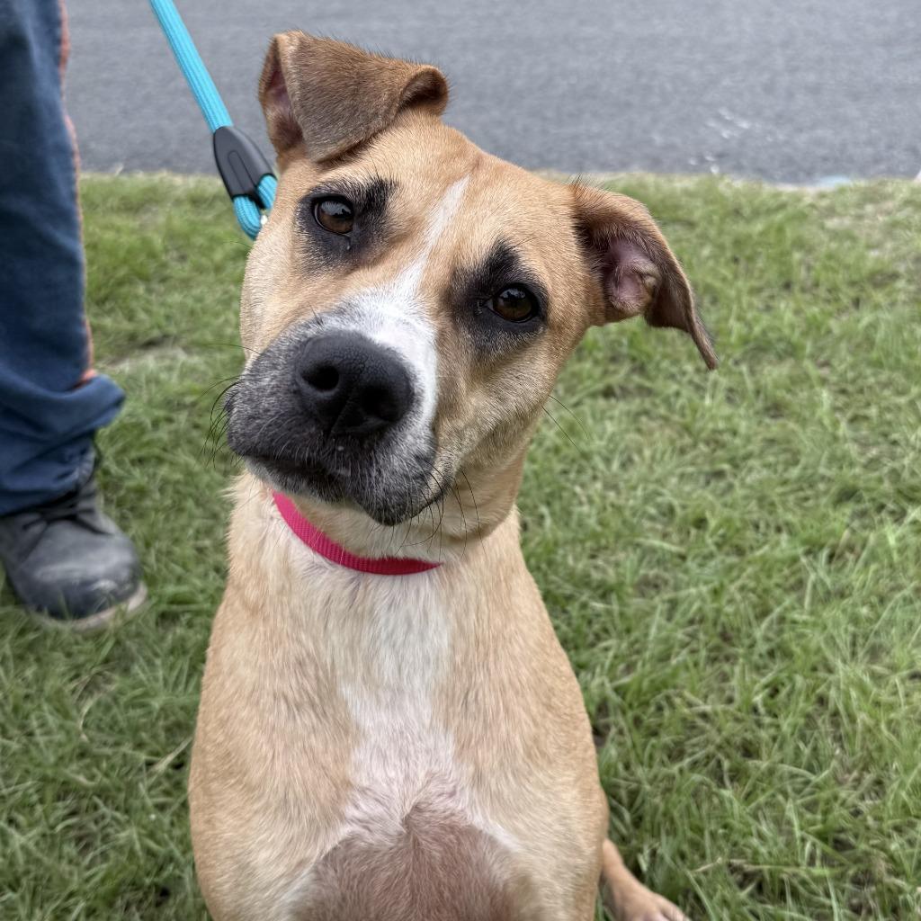 Stella, a Adoptable mixed breed in Springfield, GA image 1/4