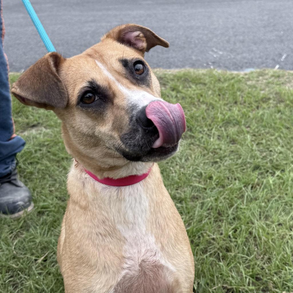 Stella, a Adoptable mixed breed in Springfield, GA image 2/4