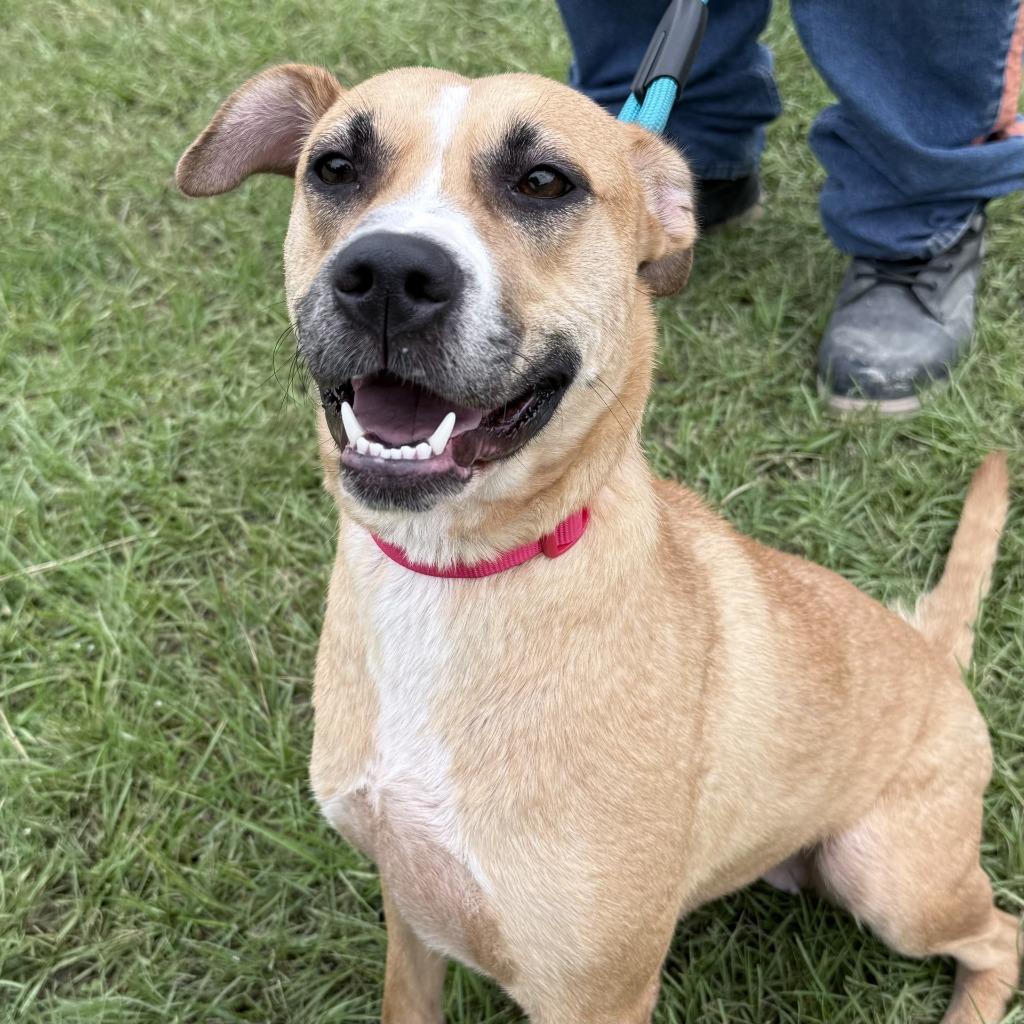 Stella, a Adoptable mixed breed in Springfield, GA image 3/4