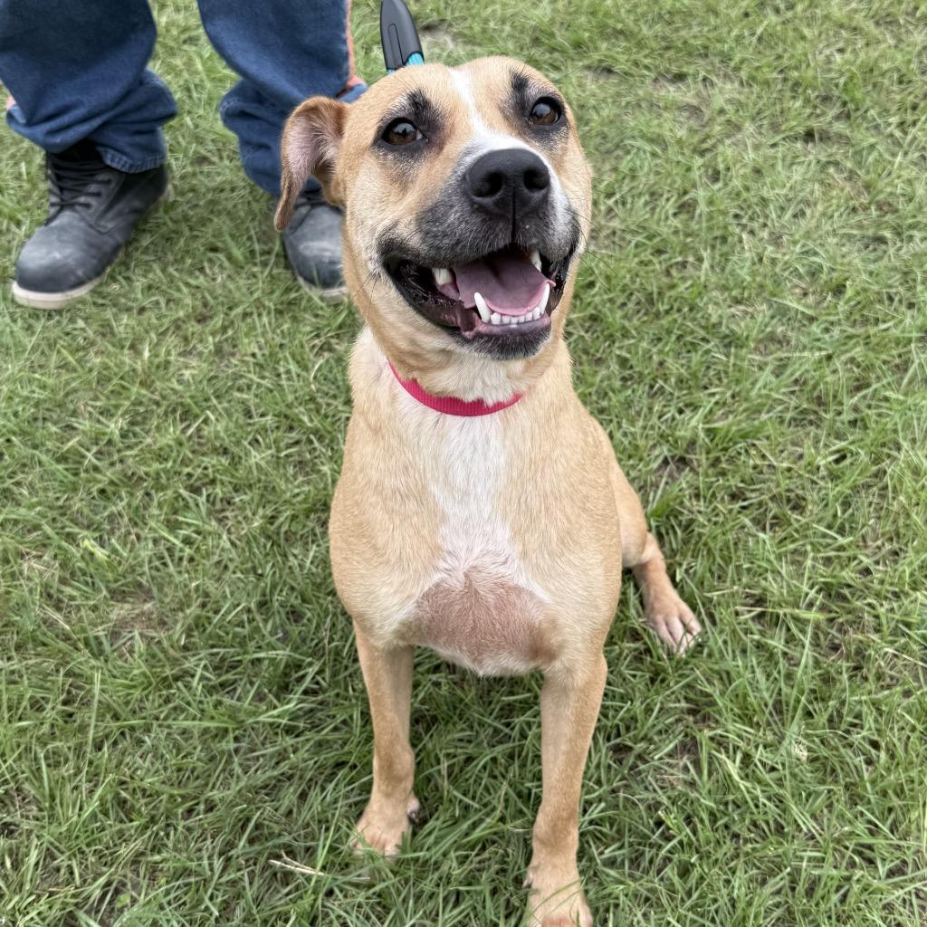 Stella, a Adoptable mixed breed in Springfield, GA image 4/4