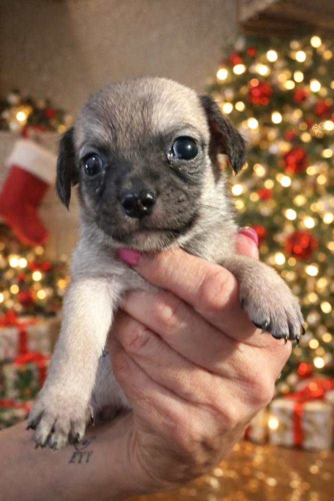 Bingo, Adoptable, Puppy Male Terrier & Shih Tzu.