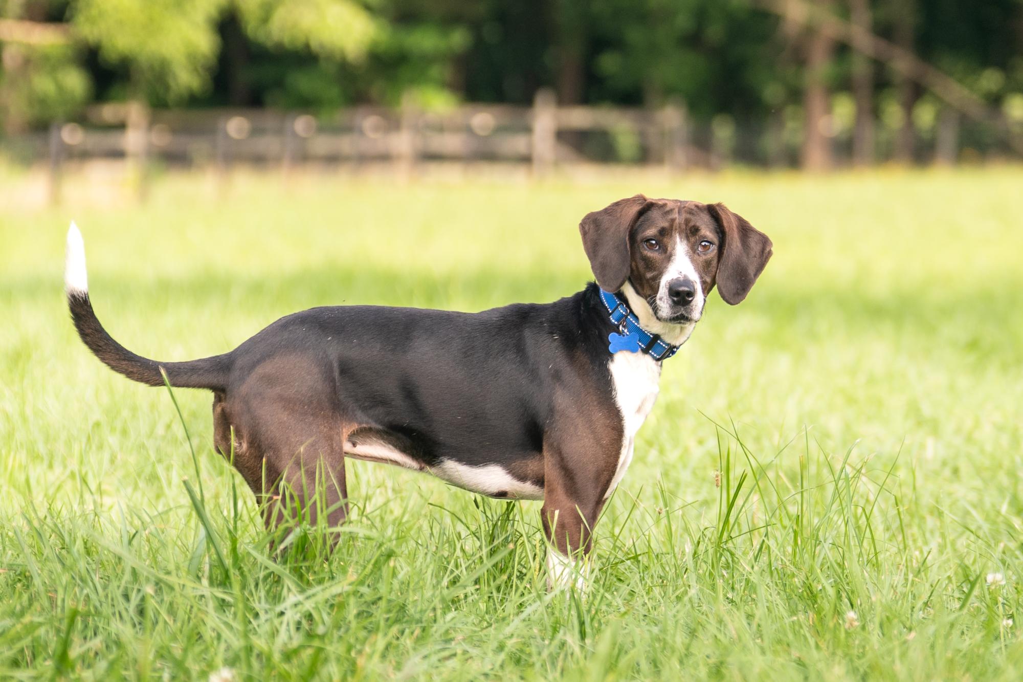Lexy, a Adoptable mixed breed in Louisa, VA image 3/4