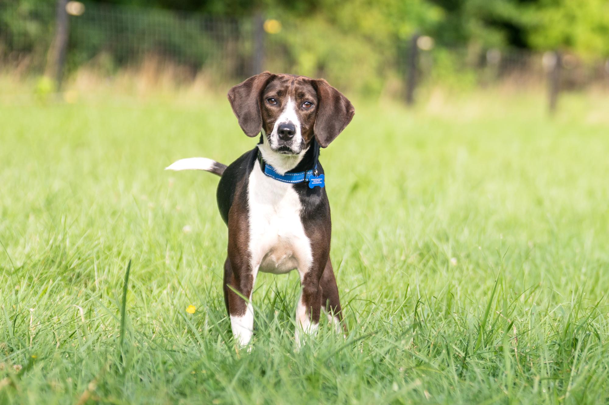 Lexy, a Adoptable mixed breed in Louisa, VA image 4/4