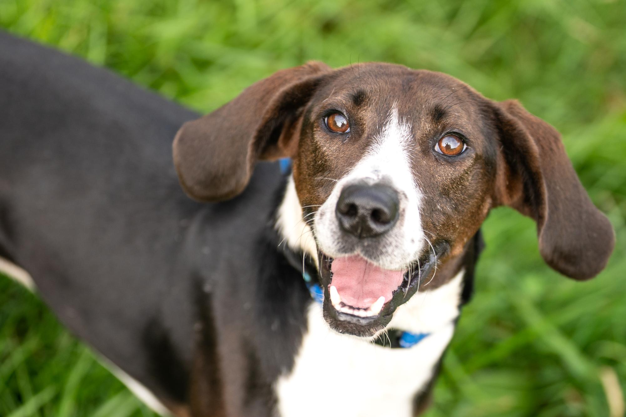 Lexy, a Adoptable mixed breed in Louisa, VA image 1/4