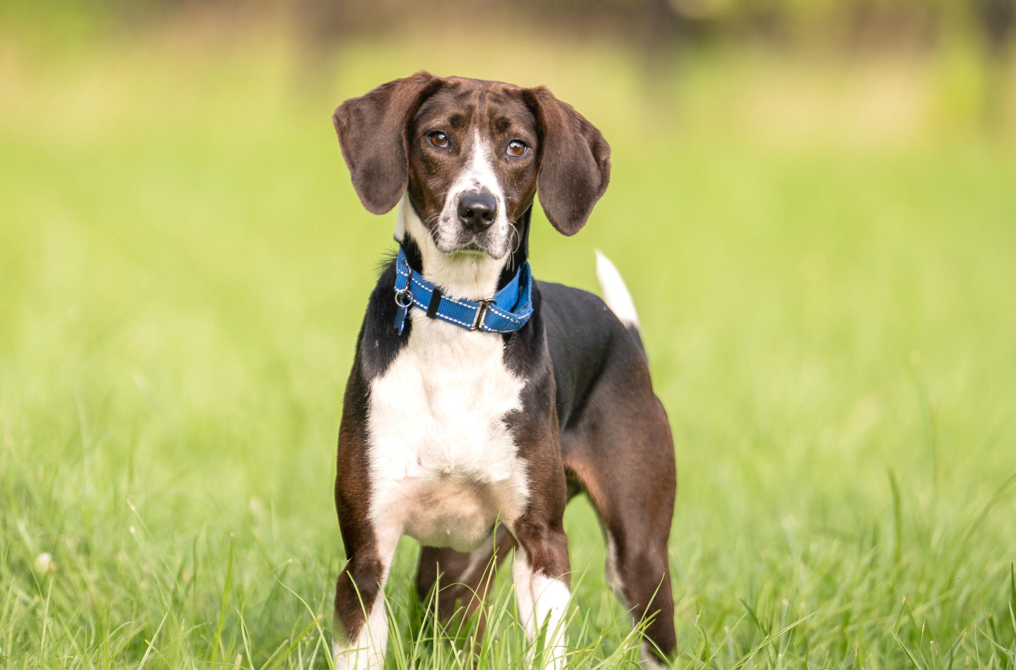 Lexy, a Adoptable mixed breed in Louisa, VA image 2/4