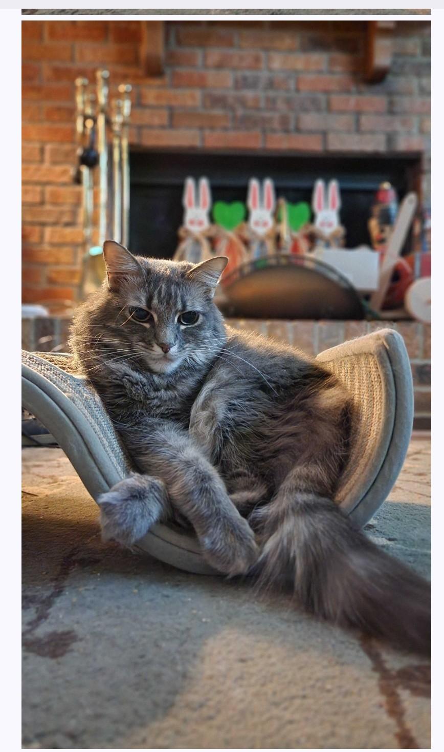 Whiskers--declawed Domestic Medium Hair Cat