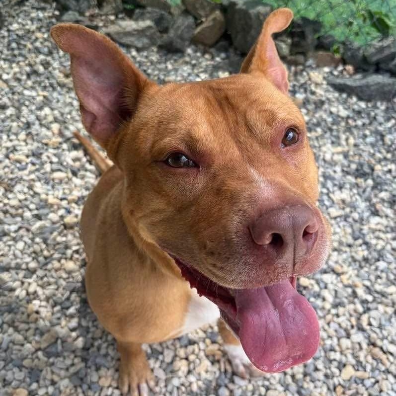Enlarge Apollo, a ADOPTABLE mixed breed in Manahawkin, NJ image 3/3
