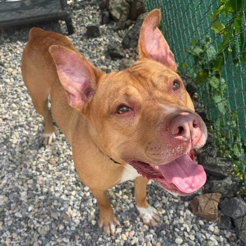 Enlarge Apollo, a ADOPTABLE mixed breed in Manahawkin, NJ image 2/3