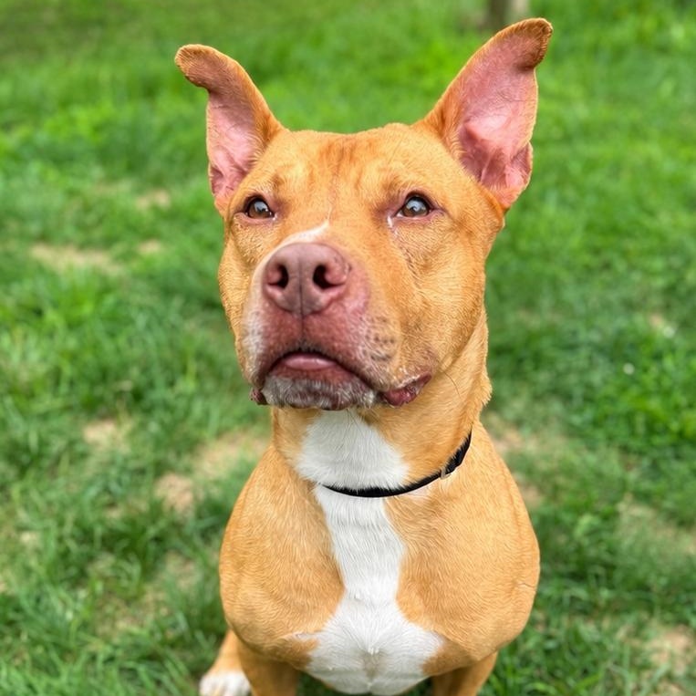 Apollo, ADOPTABLE, Adult Male Pit Bull Terrier.