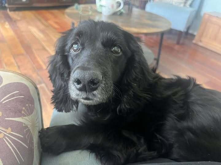 Enlarge Everleigh, a Adoptable Spaniel in Acworth, GA image 1/2