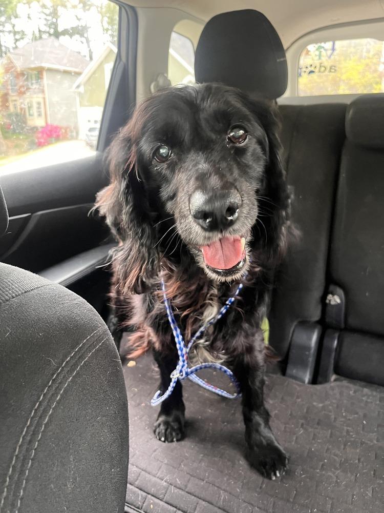 Enlarge Everleigh, a Adoptable Spaniel in Acworth, GA image 2/2