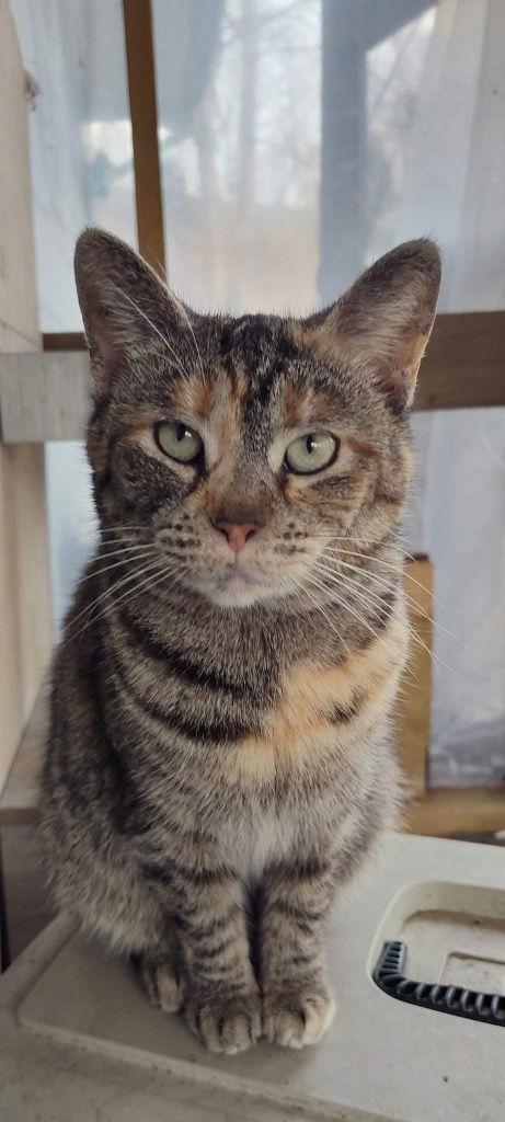 Sally, Adoptable, Adult Female Domestic Short Hair.