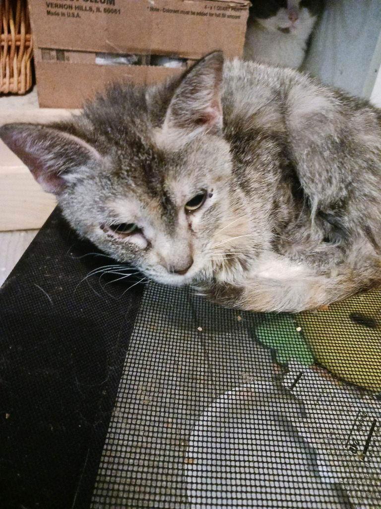 Sally, a Adoptable Domestic Short Hair in Cromwell, KY image 2/2