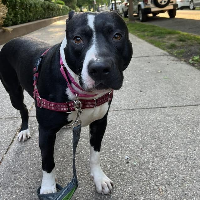 General Tso, Adoptable, Adult Male Mixed Breed.