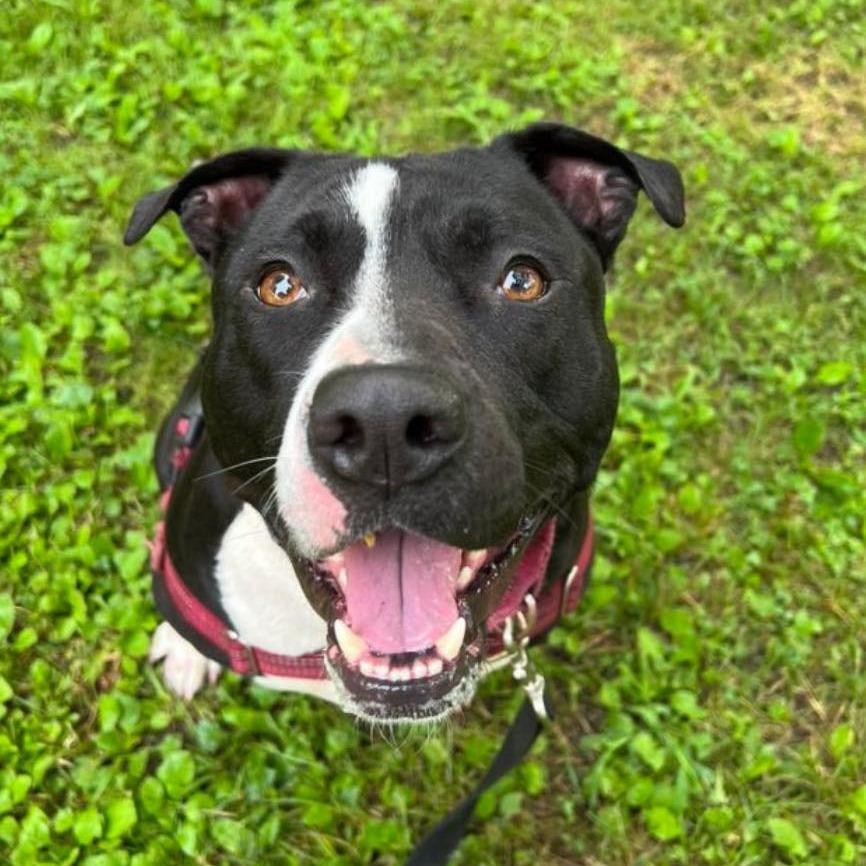 General Tso, a Adoptable Mixed Breed in Pittsburgh, PA image 2/6