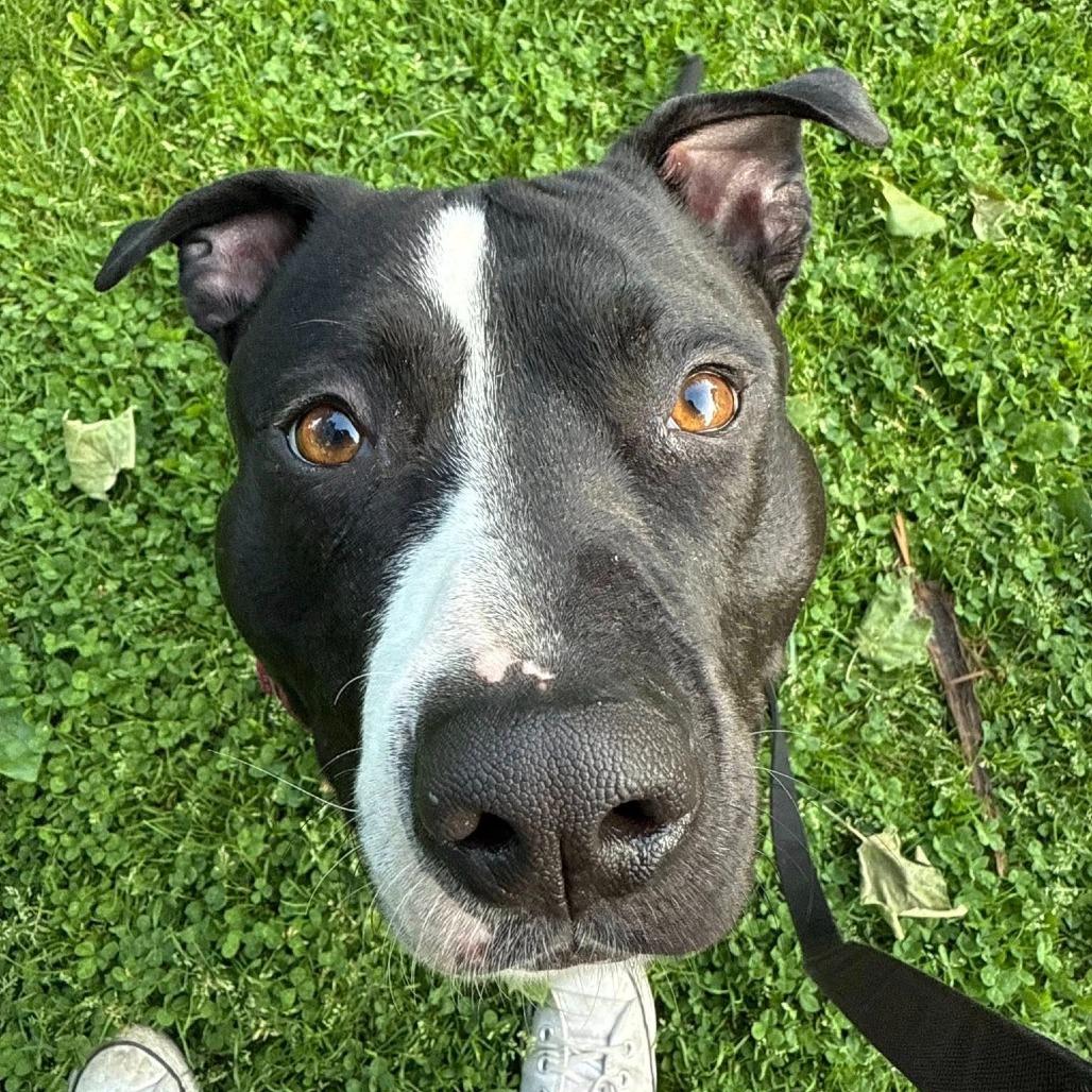 General Tso, a Adoptable Mixed Breed in Pittsburgh, PA image 3/6