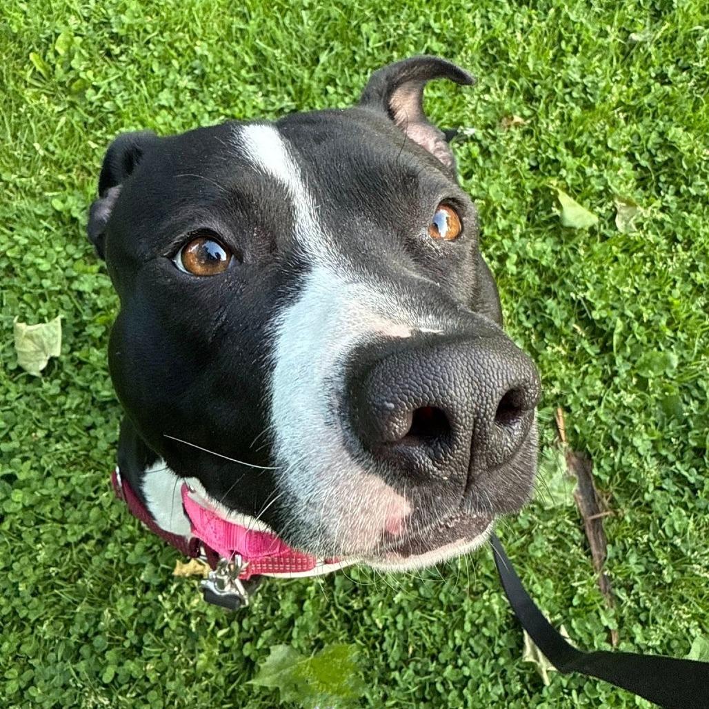 General Tso, a Adoptable Mixed Breed in Pittsburgh, PA image 4/6